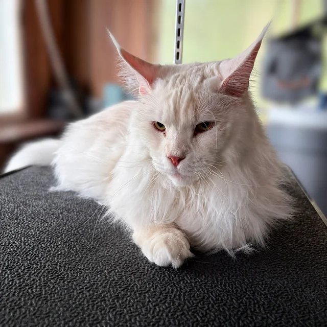 A white long-haired cat resting on a grooming table