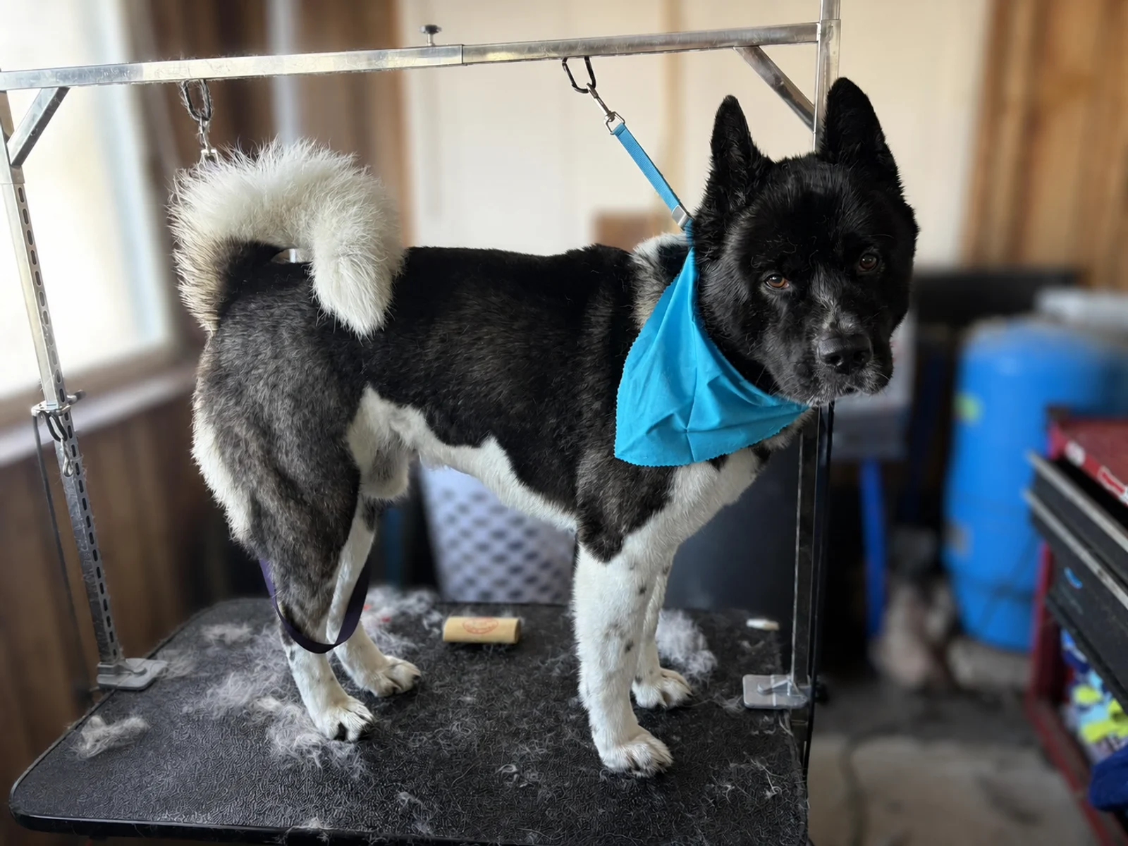 A large black-and-white dog standing on a grooming table and wearing a bright blue bandana