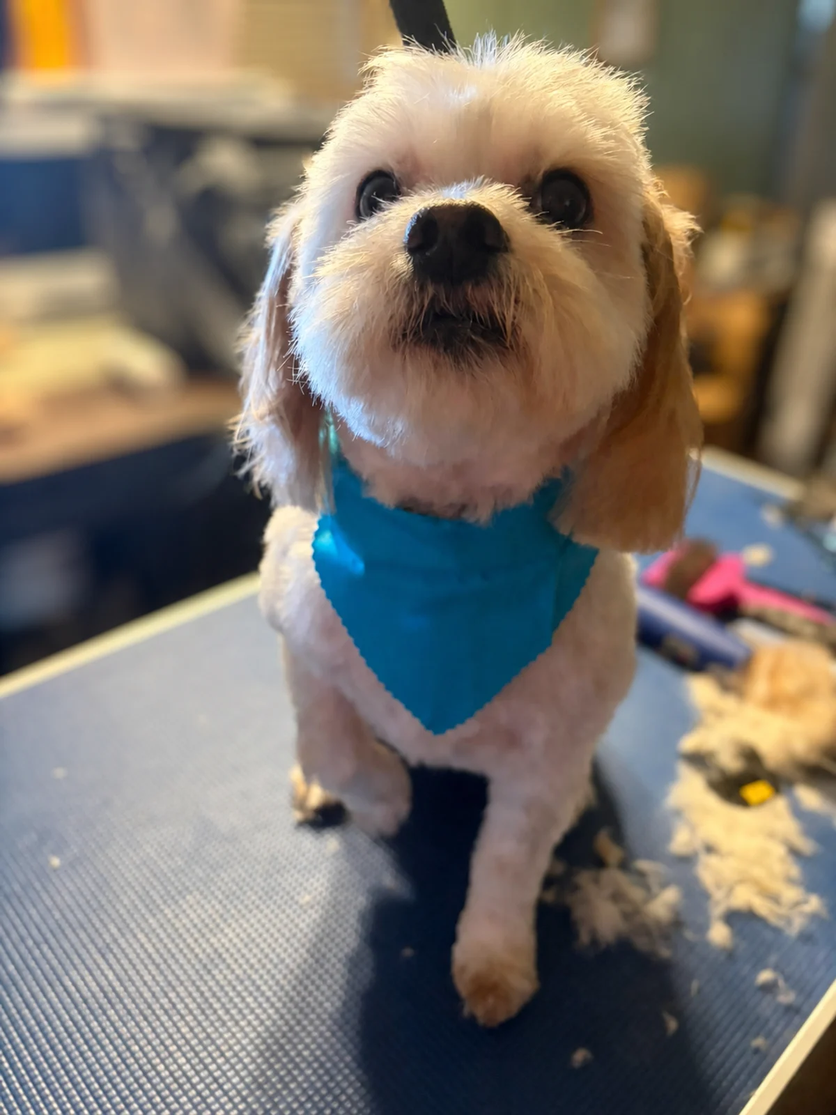 A small cream-colored dog sitting on a grooming table and wearing a bright blue bandana