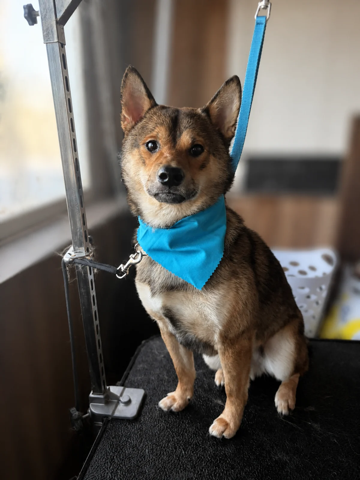 A small brown-and-black dog sitting on a grooming table and wearing a bright blue bandana