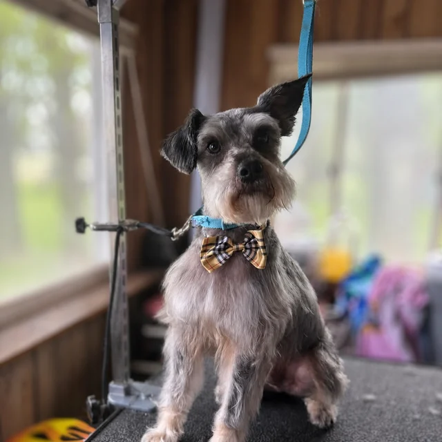 A gray dog sitting on a grooming table and wearing a plaid bow tie