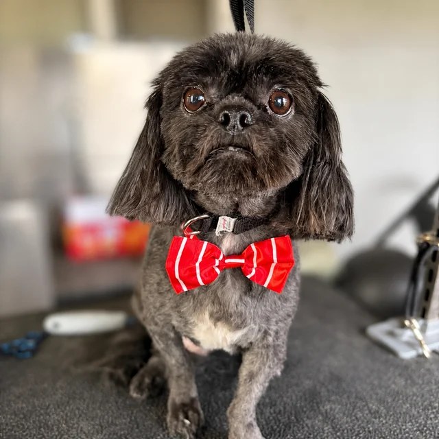 A small black dog sitting on a grooming table and wearing a red striped bow tie