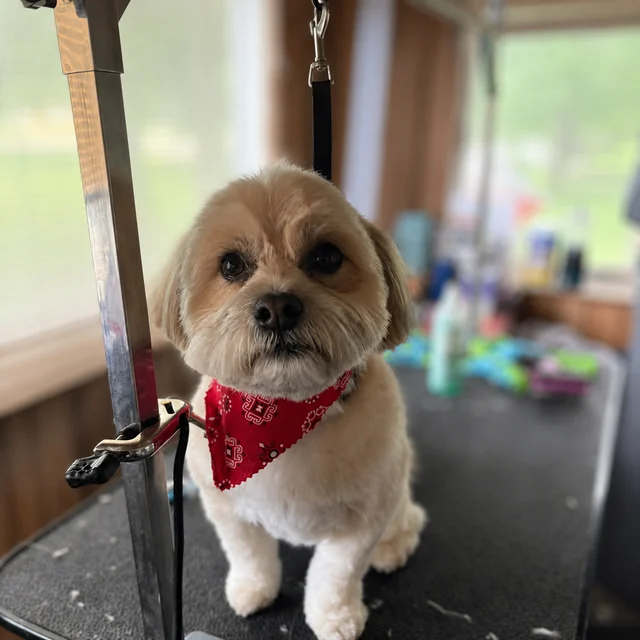 A small cream-colored dog sitting on a grooming table and wearing a red bandana