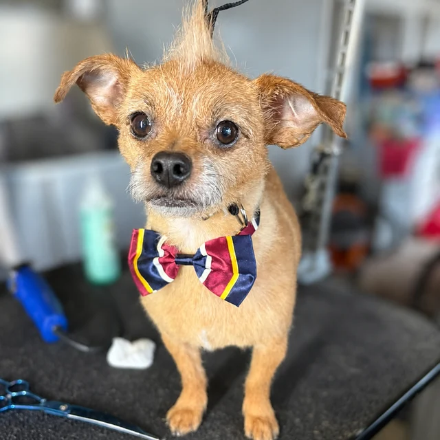 A small tan dog sitting on a grooming table and wearing a striped bow tie