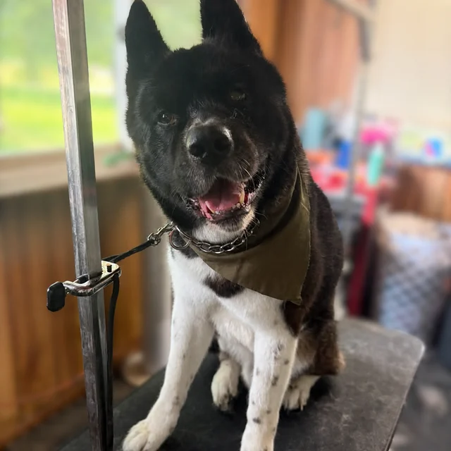 A large black-and-white dog sitting on a grooming table and wearing an olive bandana