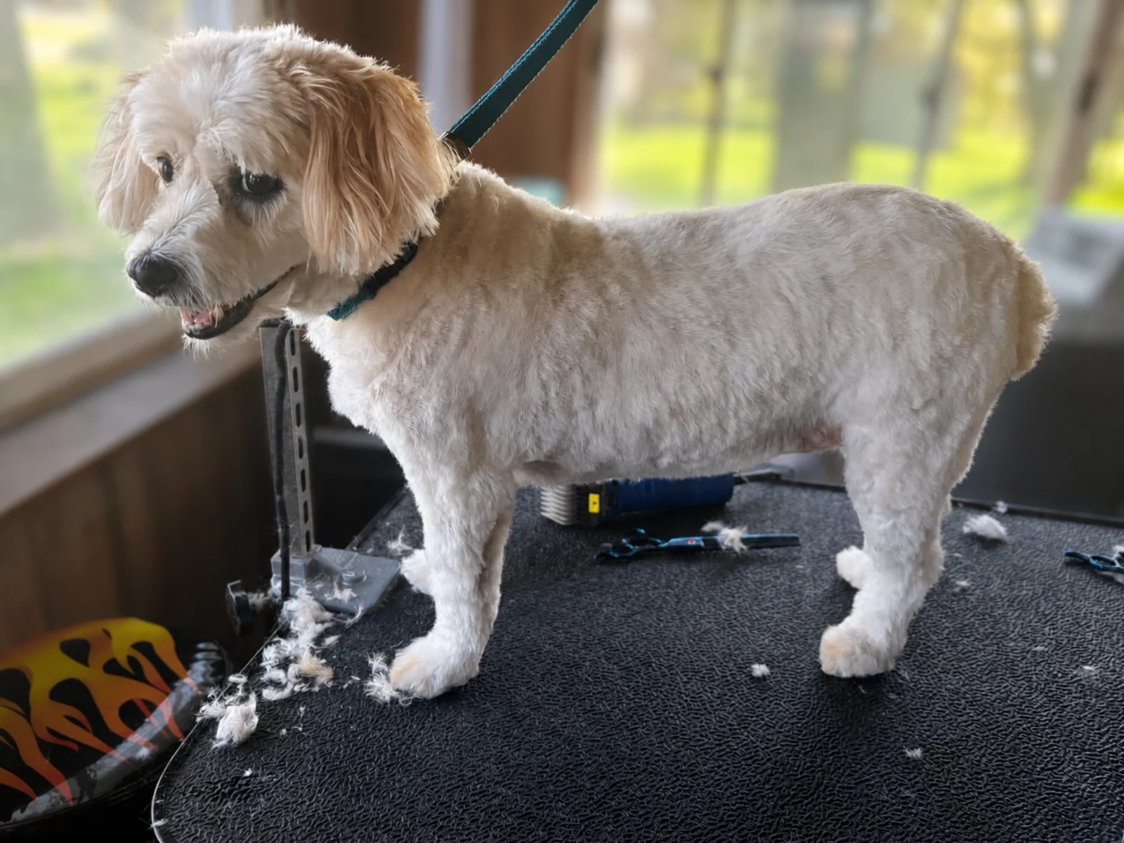 A cream-colored dog standing sideways on a grooming table