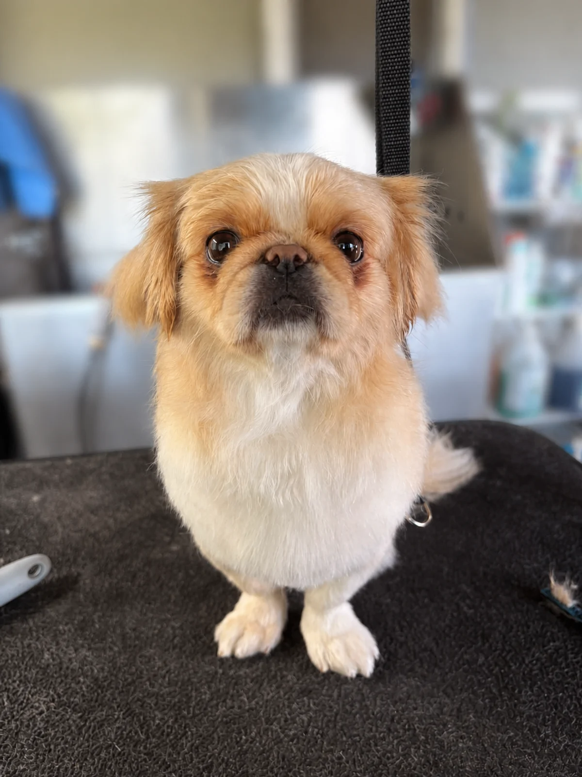 A small tan dog standing on a grooming table