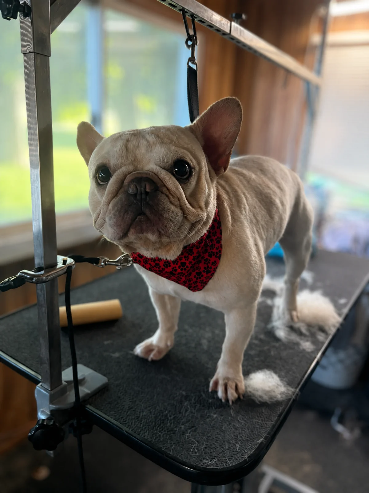 A light-colored short-haired dog standing on a grooming table and wearing a red bandana
