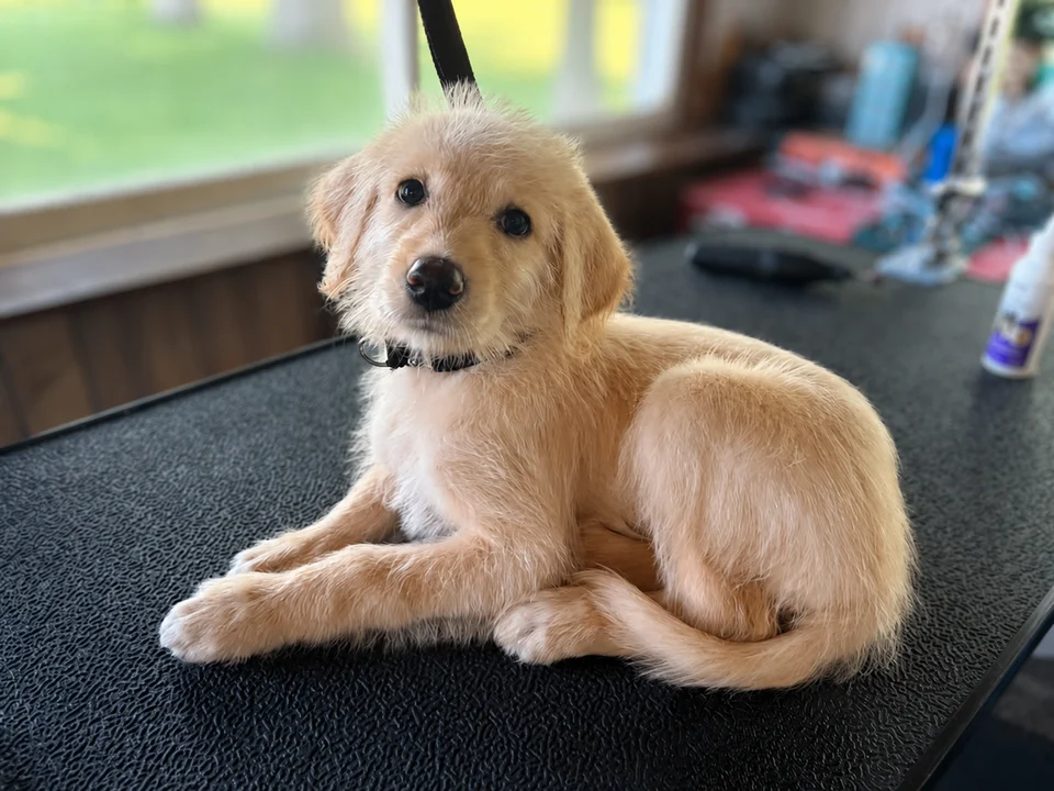 A light-colored dog lying on a grooming table