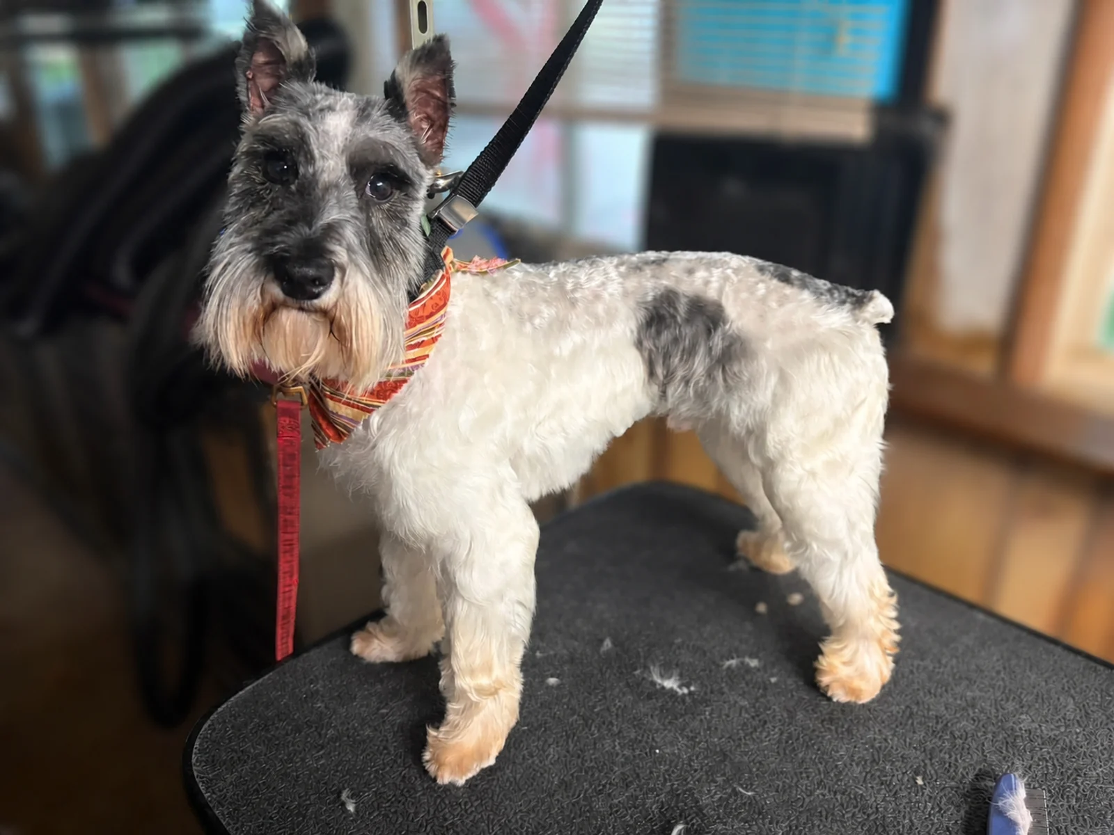 A gray-and-white dog standing on a grooming table and wearing a striped bandana