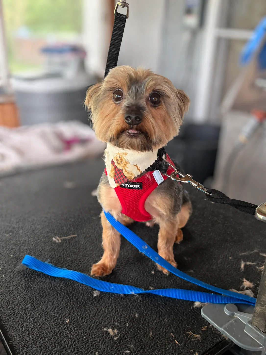 A small tan-and-gray dog sitting on a grooming table and wearing a red harness and printed bandana