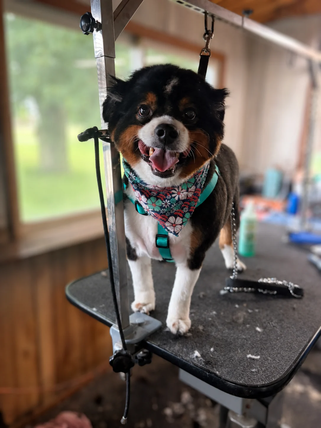 A black, brown, and white dog standing on a grooming table and wearing a floral bandana
