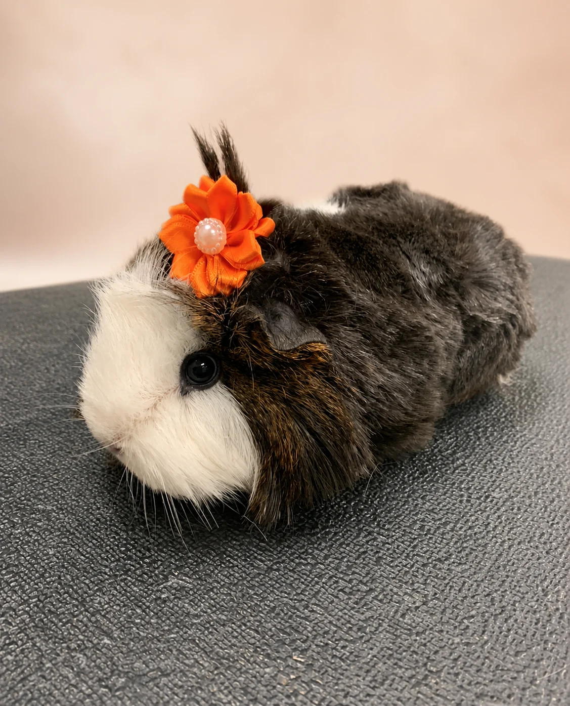 A black, brown, and white guinea pig resting on a grooming table and wearing an orange flower bow