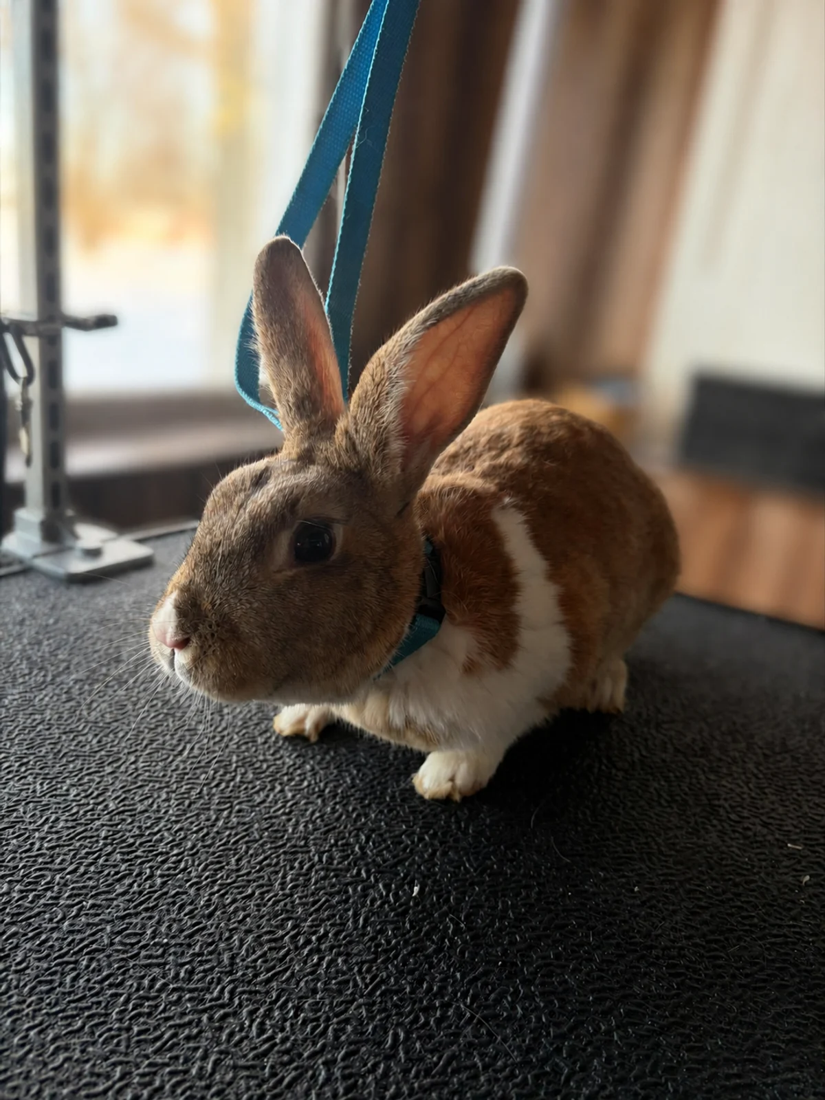 A brown-and-white rabbit sitting on a grooming table