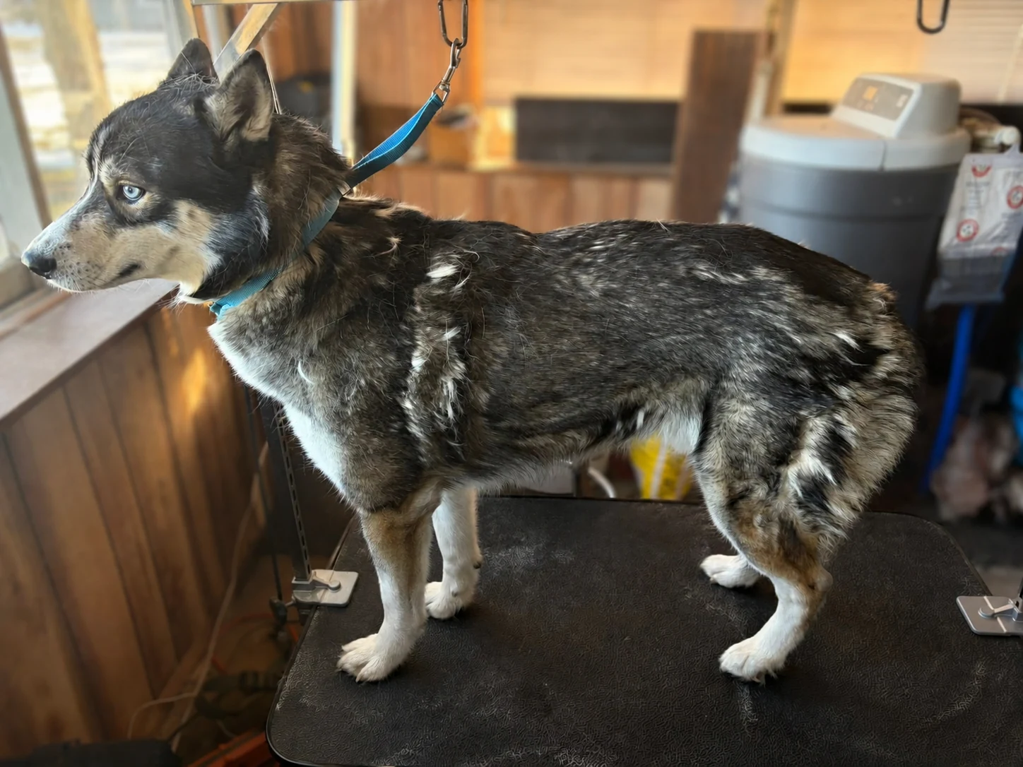 The same black-and-white dog before grooming
